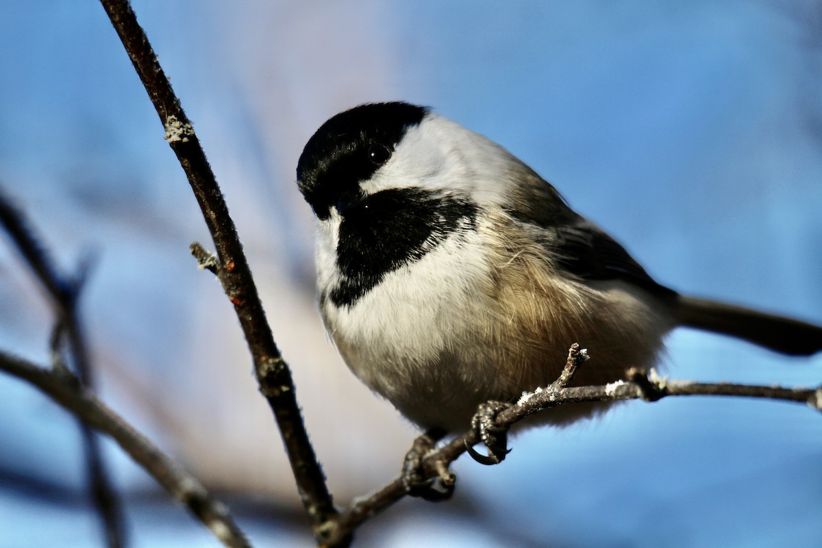 Black-capped Chickadee - ML645858578
