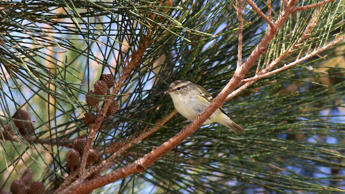 Luì forestiero - ML645858579