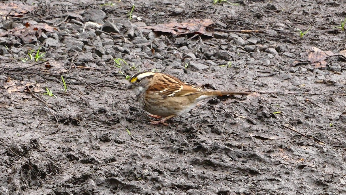 White-throated Sparrow - ML645858581