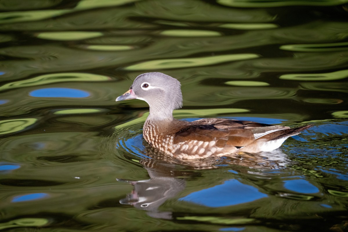 Mandarin Duck - ML645858582