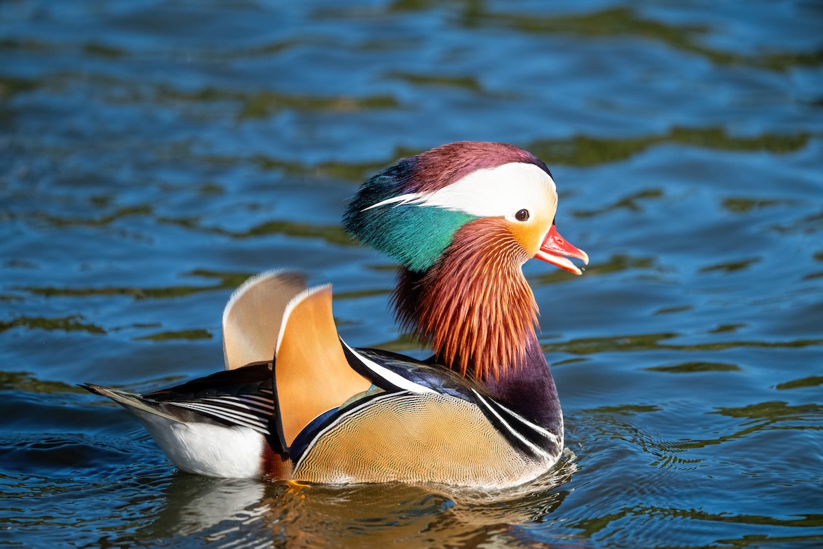 Mandarin Duck - ML645858583
