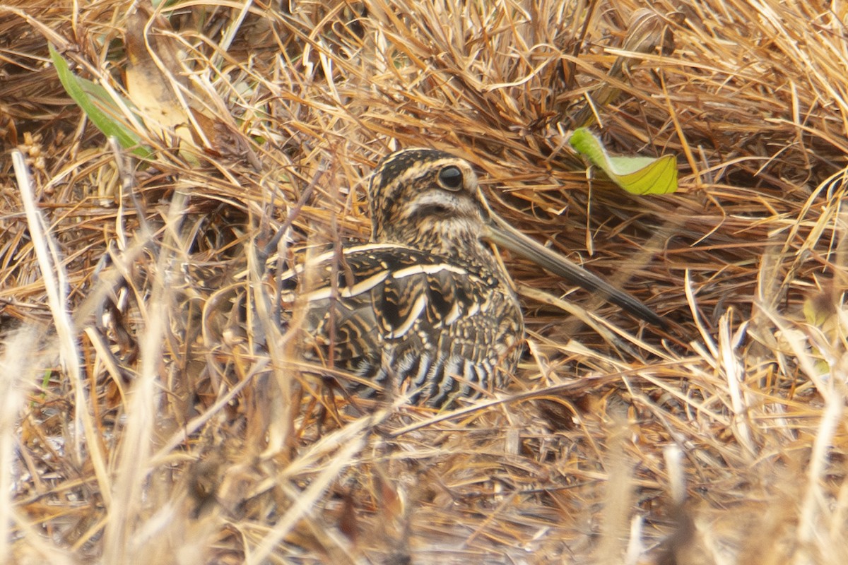 Wilson's Snipe - ML645858584