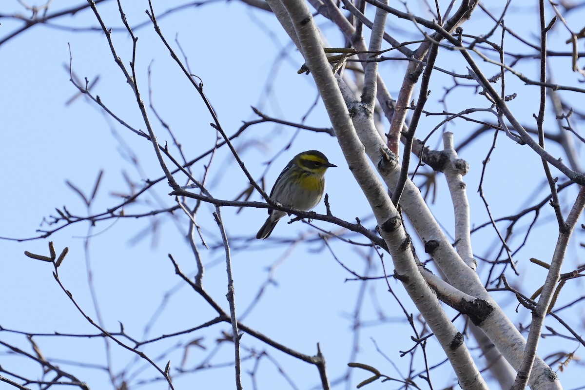 Townsend's Warbler - ML645858585