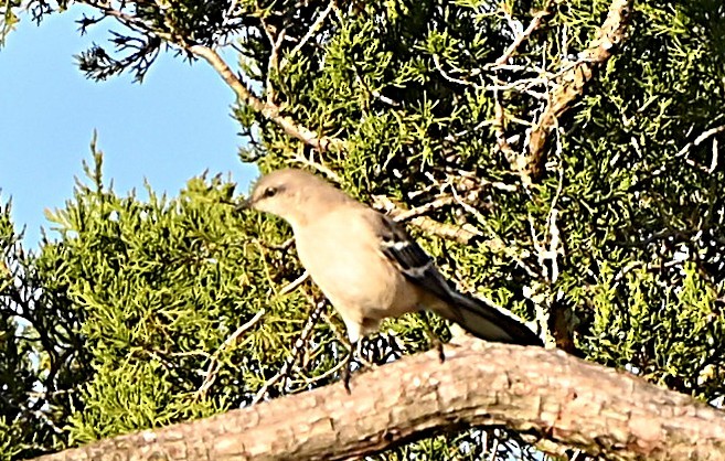 Northern Mockingbird - ML645858586