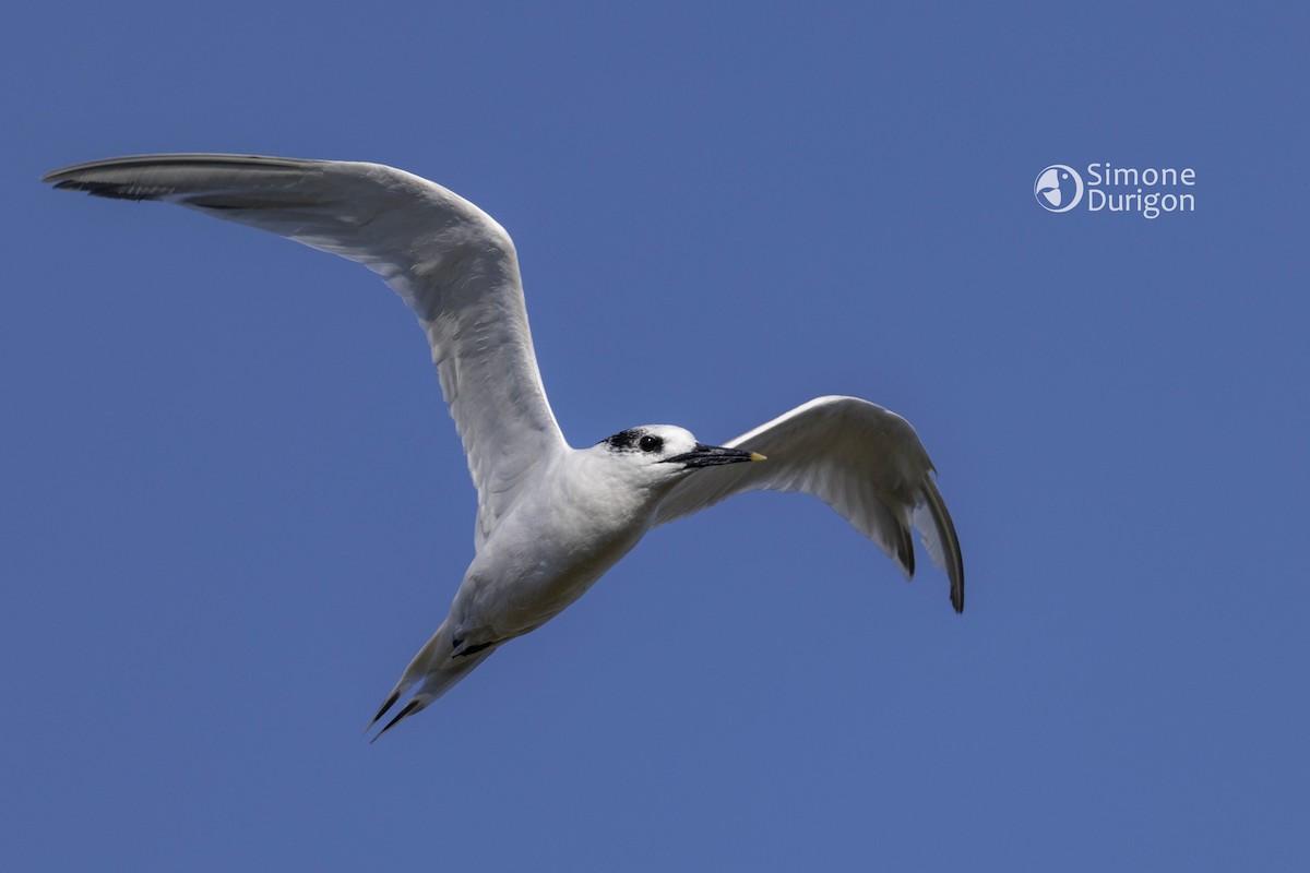 Beccapesci - ML645858587