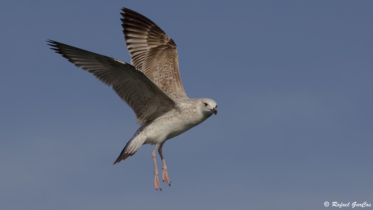 Gabbiano reale pontico - ML645858588