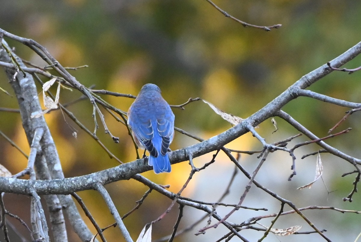 Eastern Bluebird - ML645858589