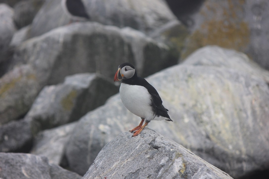 Pulcinella di mare - ML645858591