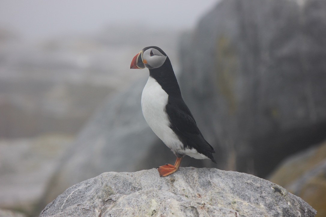 Pulcinella di mare - ML645858592