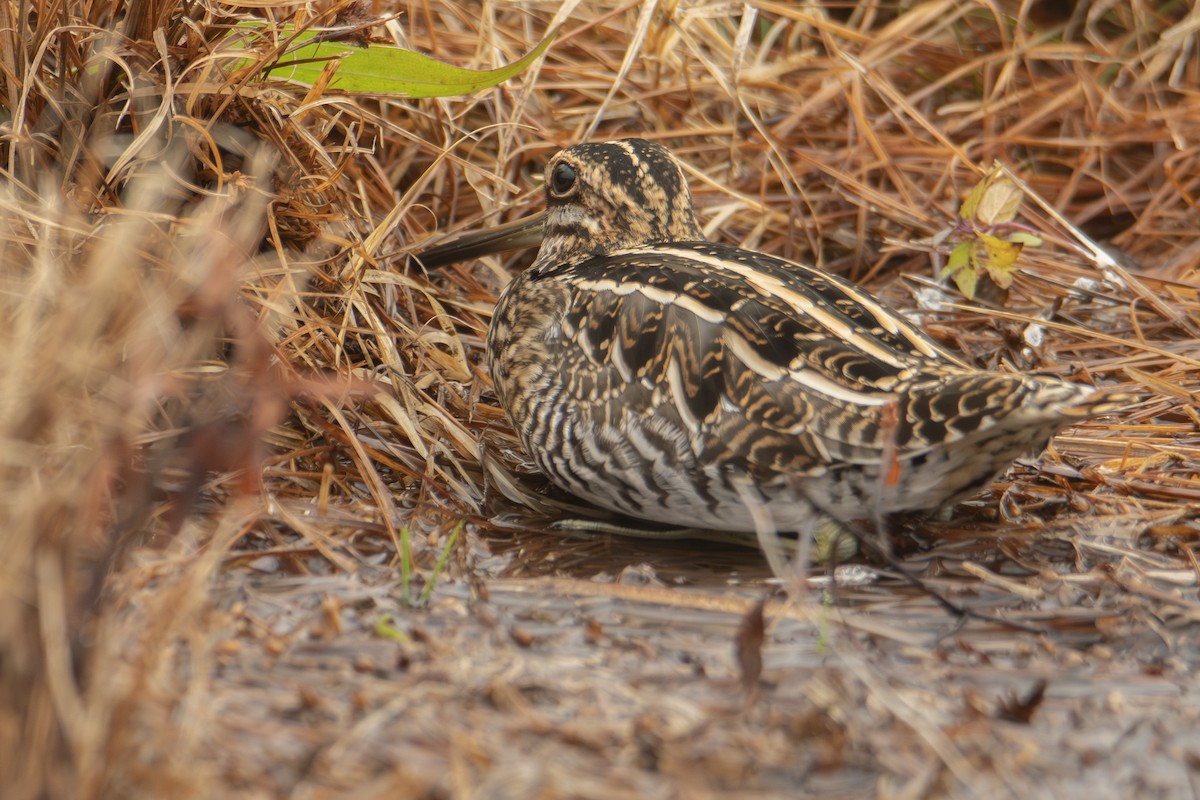 Wilson's Snipe - ML645858593