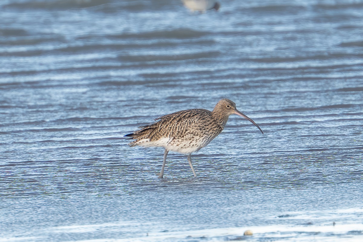 Chiurlo maggiore - ML645858599