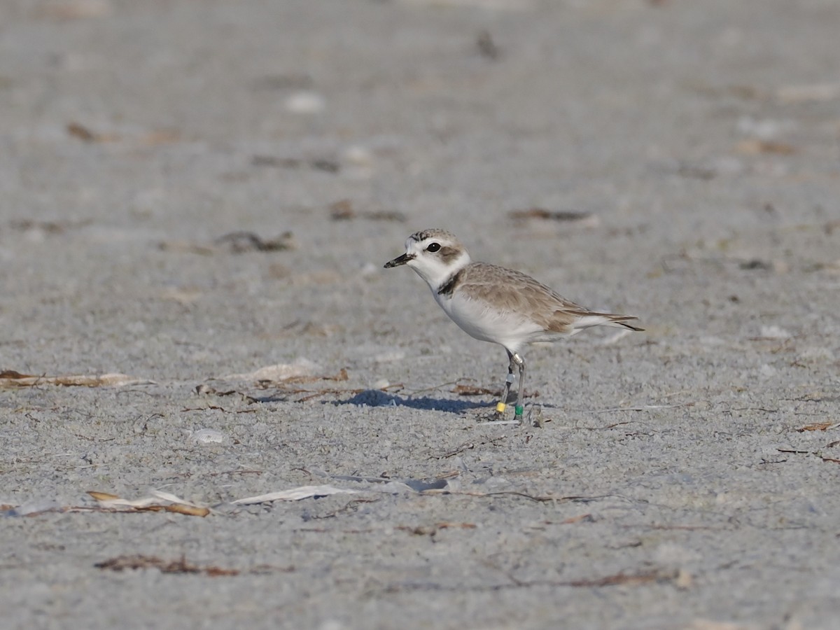Snowy Plover - ML645858600