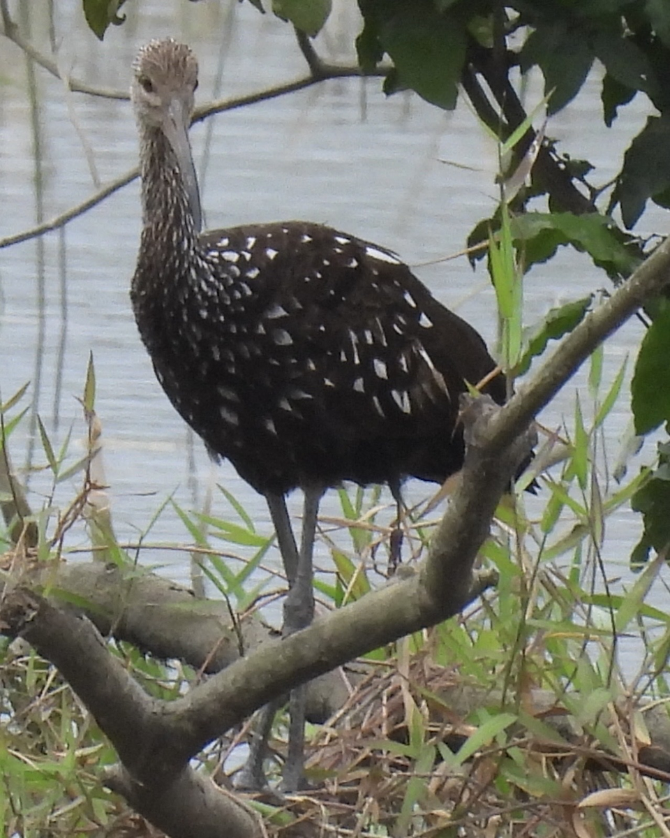 Limpkin - ML645858602