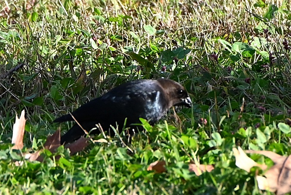 Brown-headed Cowbird - ML645858603