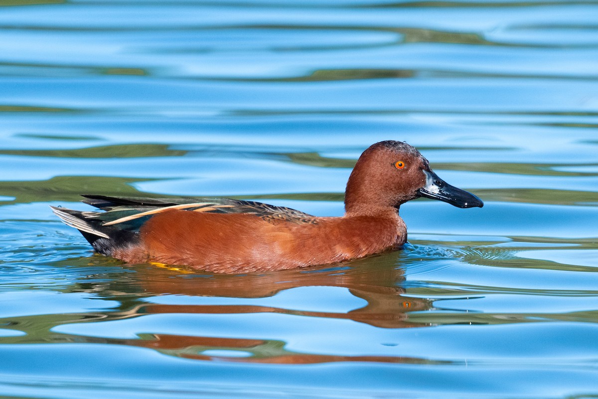 Alzavola cannella - ML645858604