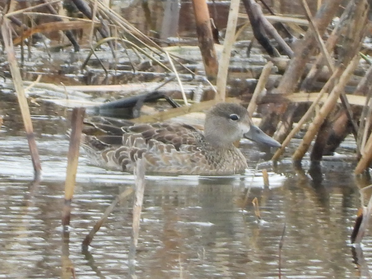 Blue-winged Teal - ML645858605