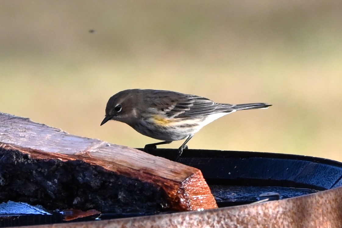 Yellow-rumped Warbler - ML645858607