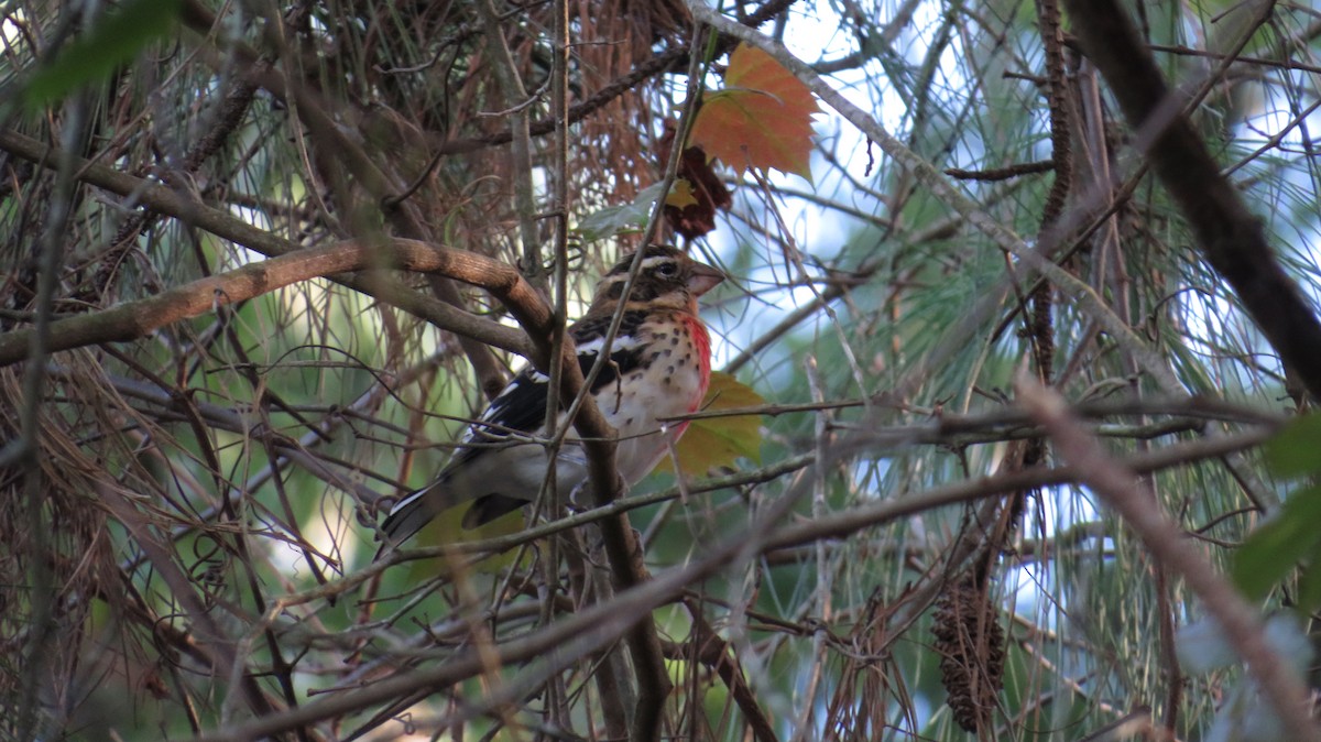 Rose-breasted Grosbeak - ML645858608
