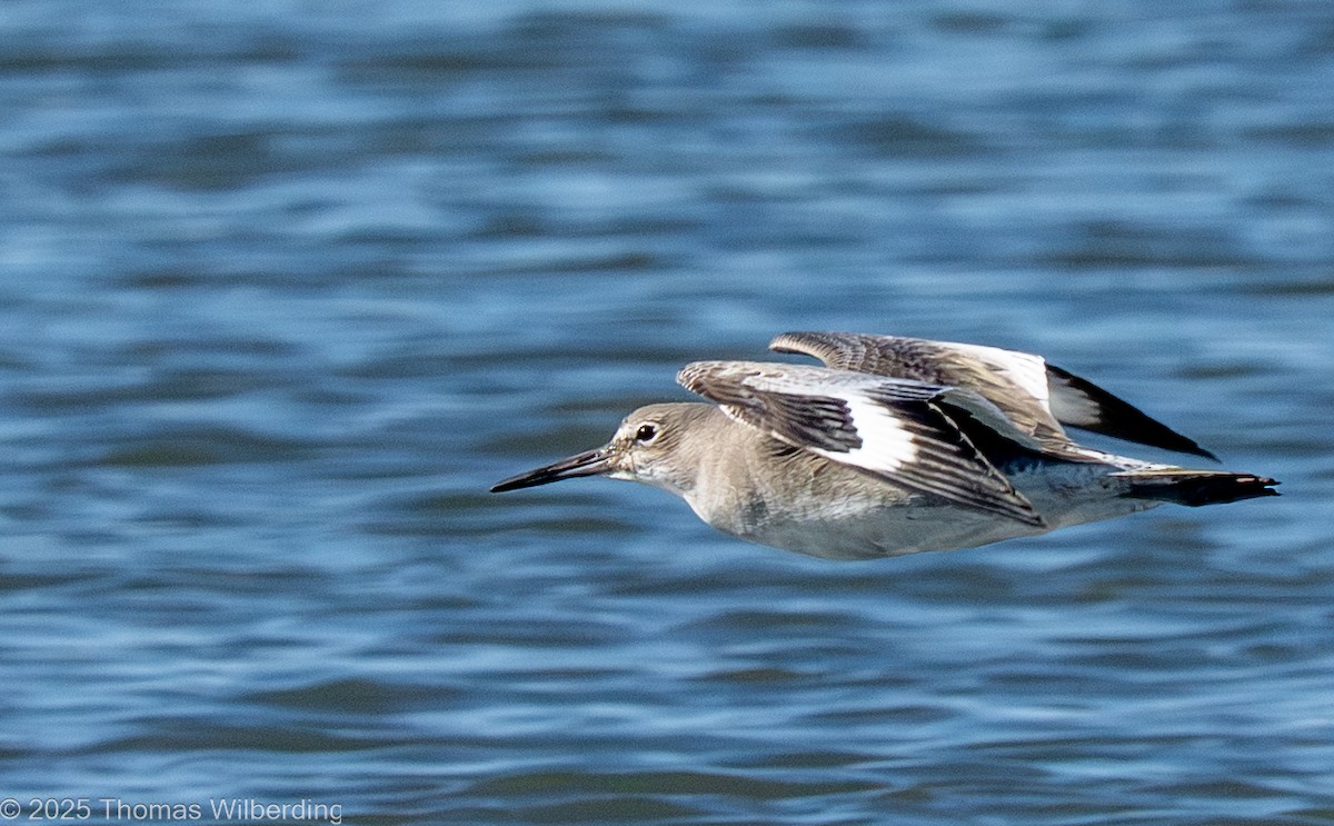 Piro piro semipalmato - ML645858609