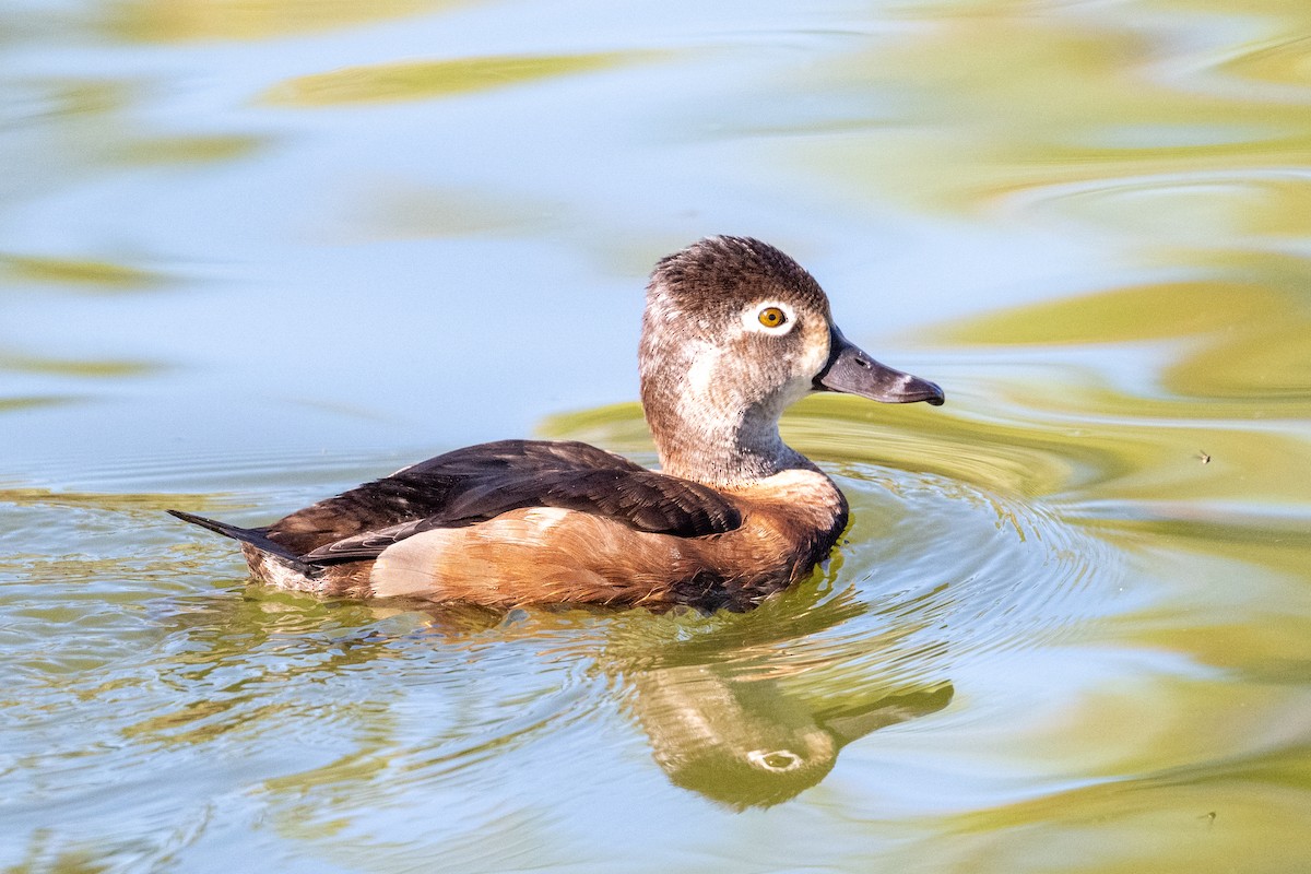 Ring-necked Duck - ML645858611