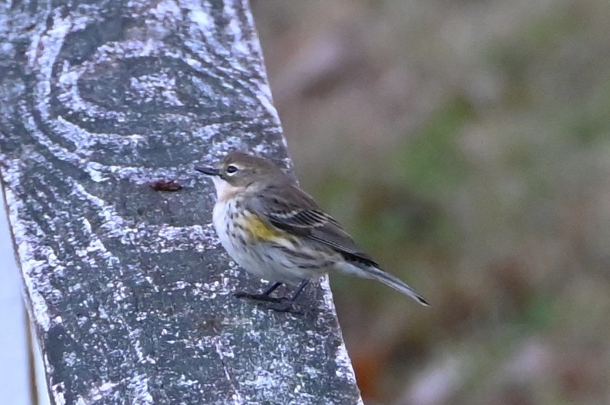 Yellow-rumped Warbler - ML645858616
