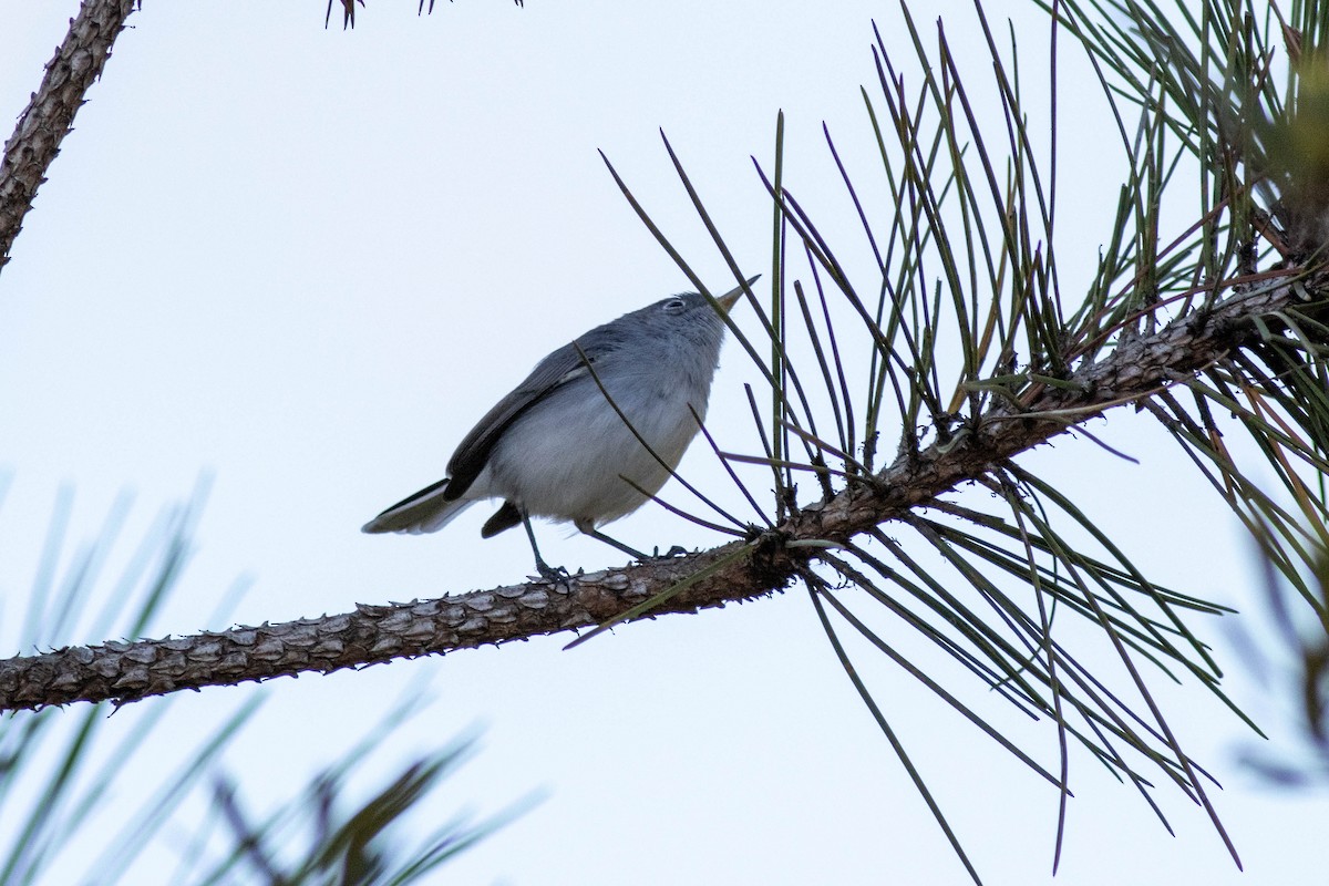 Голубая комароловка - ML645858617