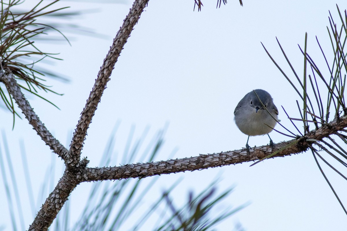 Голубая комароловка - ML645858618