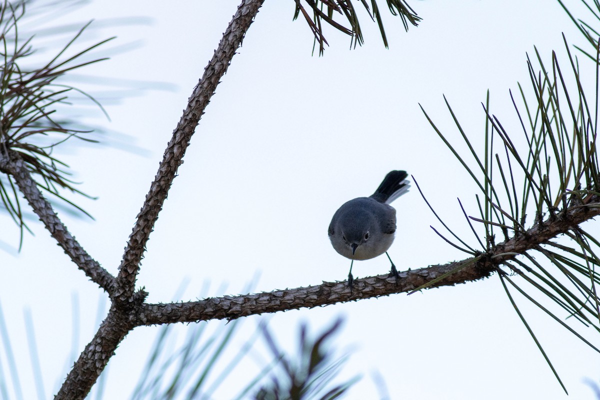 Голубая комароловка - ML645858619