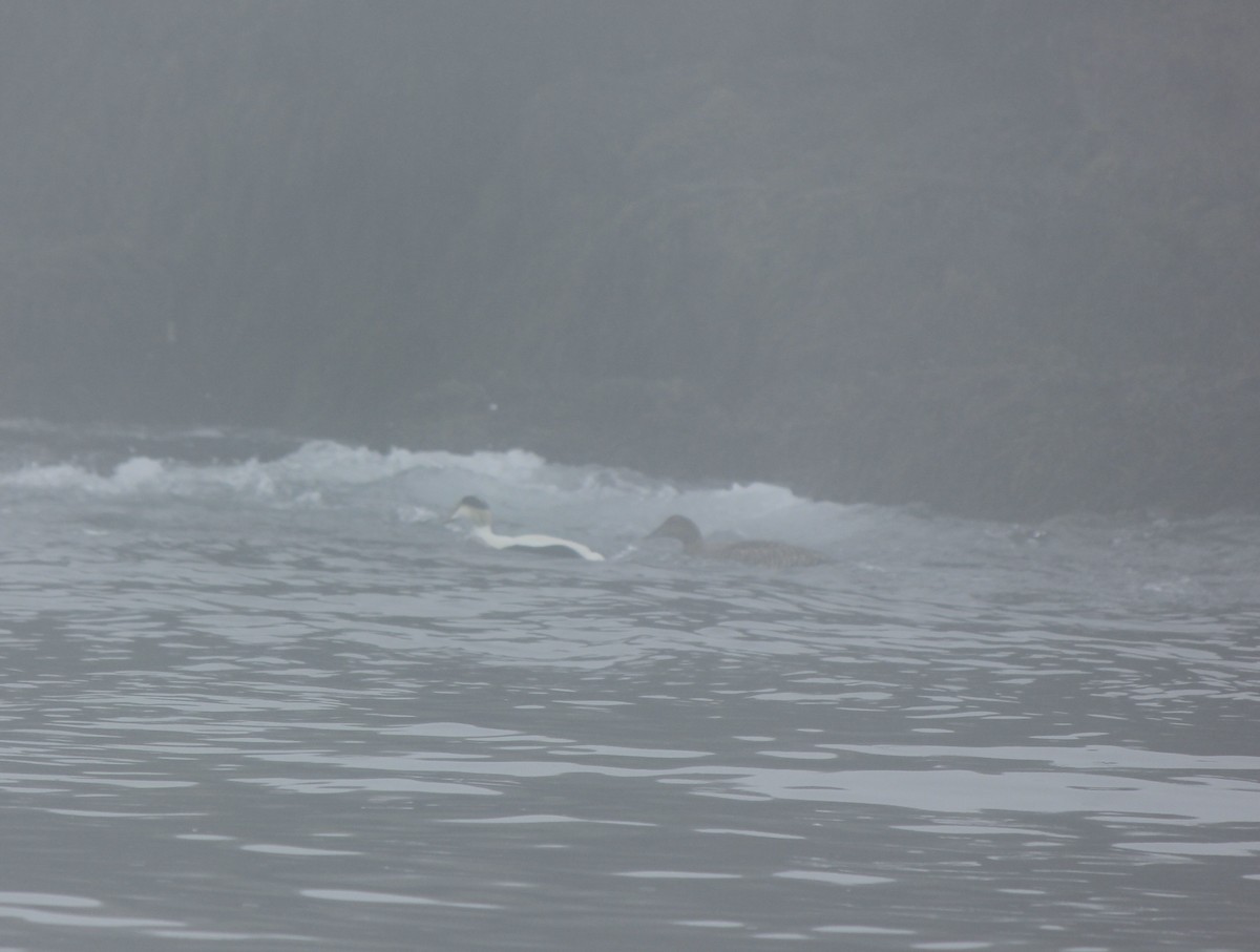 Common Eider (Dresser's) - ML645858620
