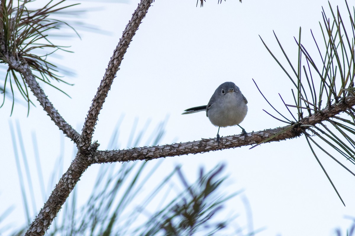 Голубая комароловка - ML645858621