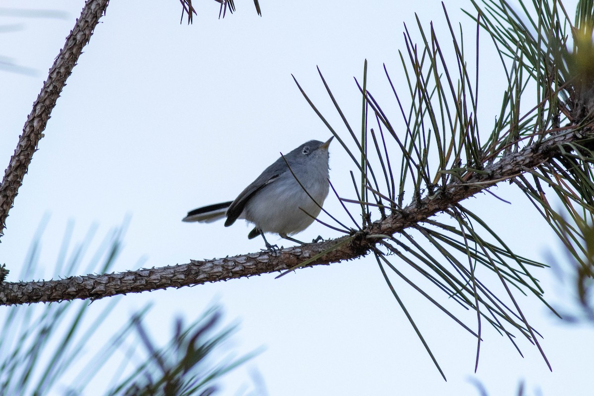 Голубая комароловка - ML645858622