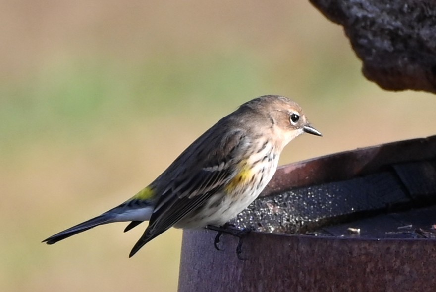 Yellow-rumped Warbler - ML645858626