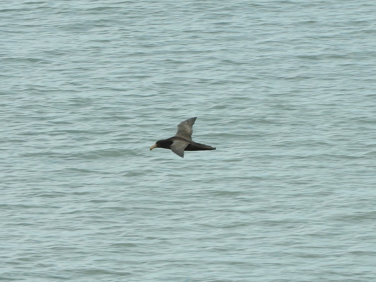 Southern Giant-Petrel - ML645858627