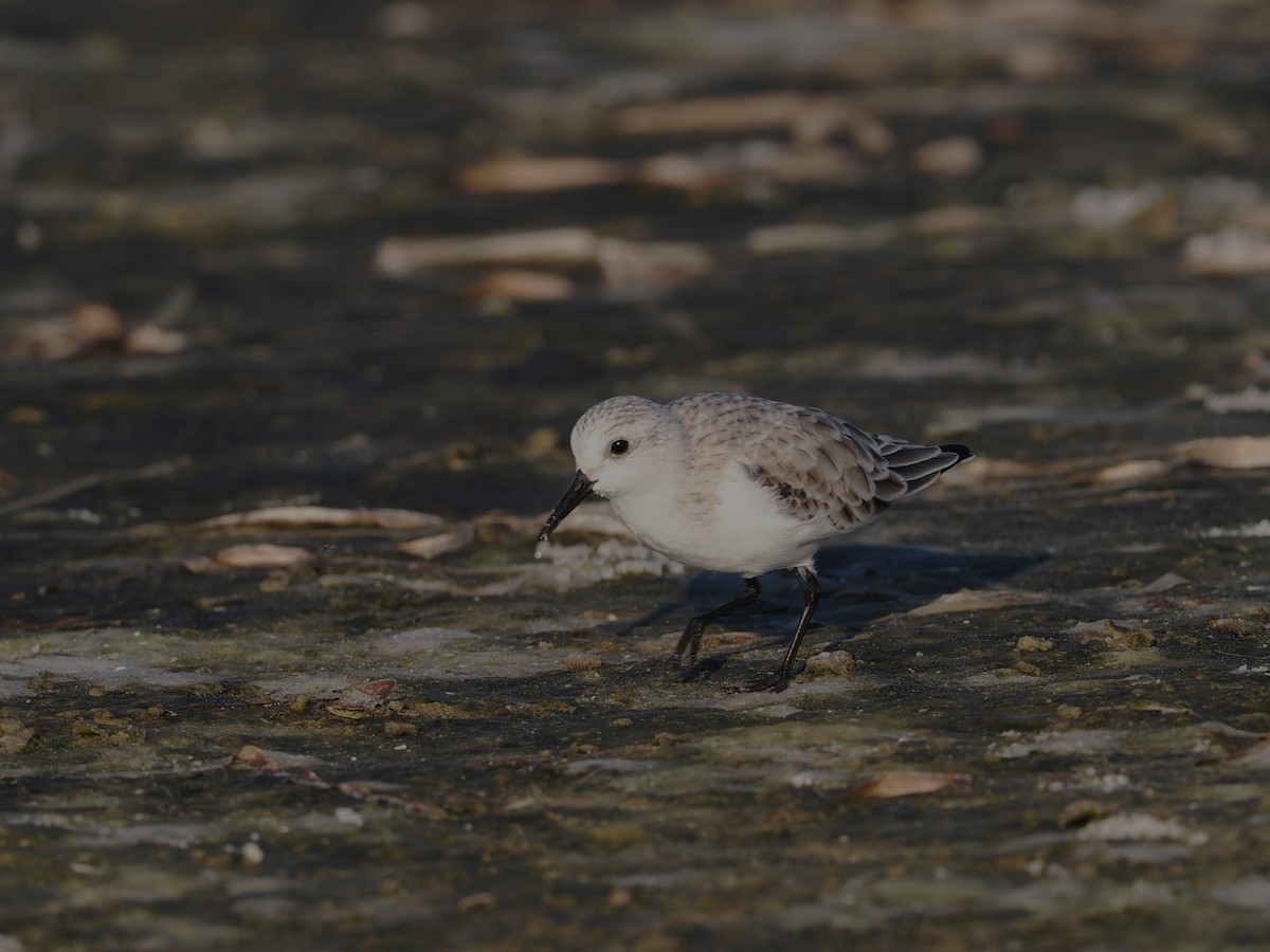 Песчанка - ML645858630