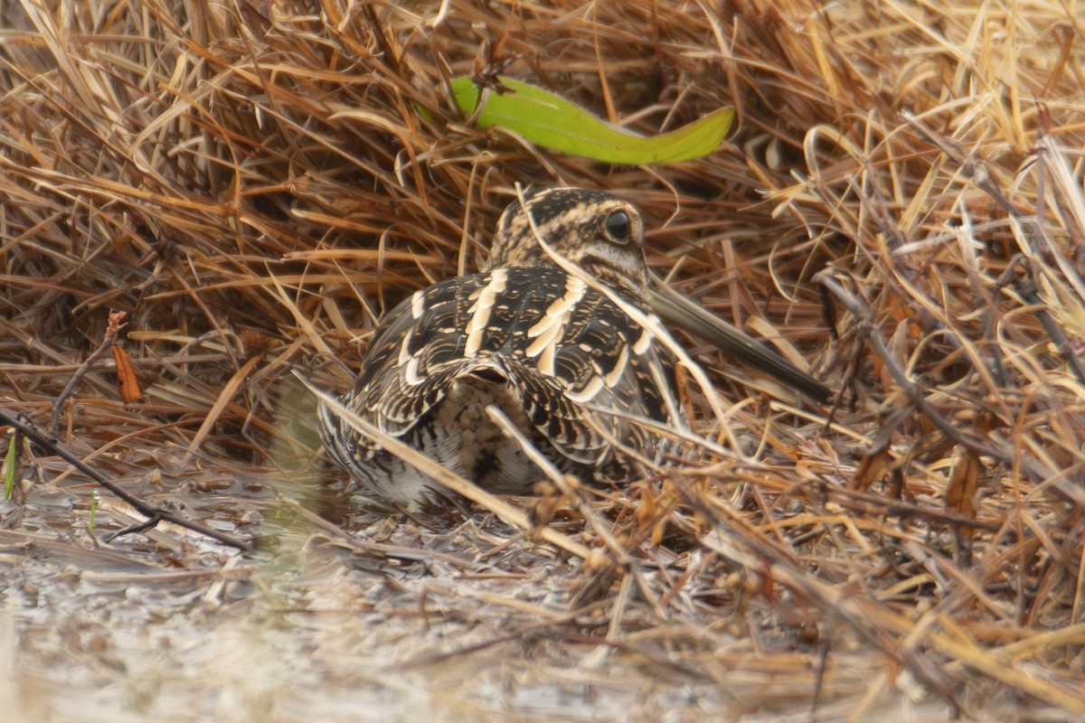 Wilson's Snipe - ML645858636