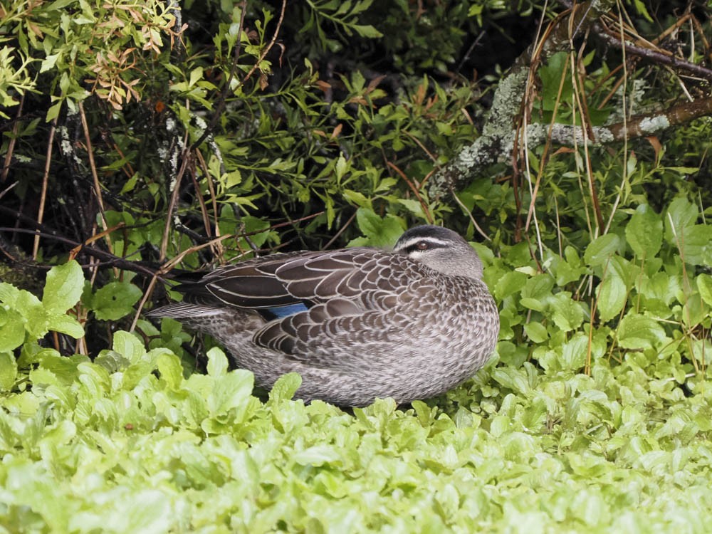 マガモ - ML645858639