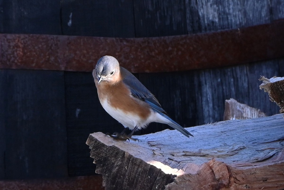 Eastern Bluebird - ML645858643