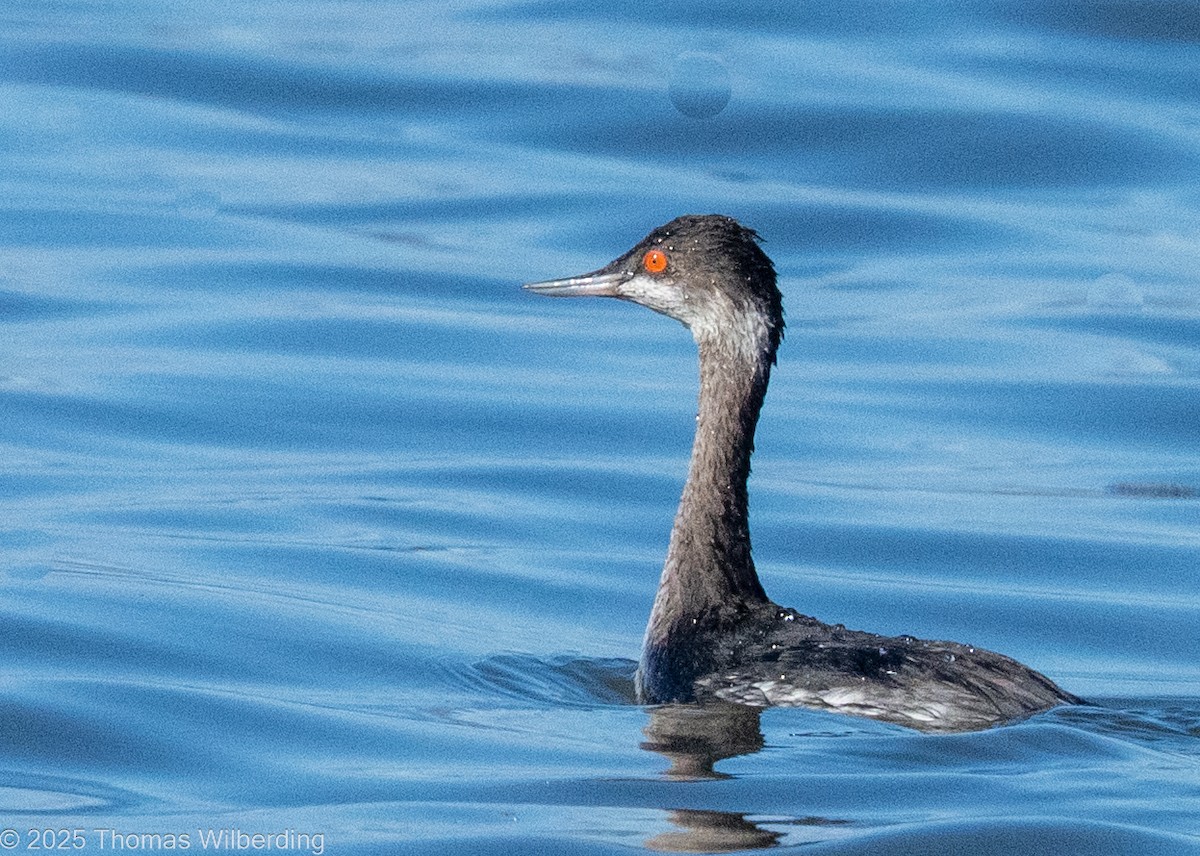 Grèbe à cou noir - ML645858647