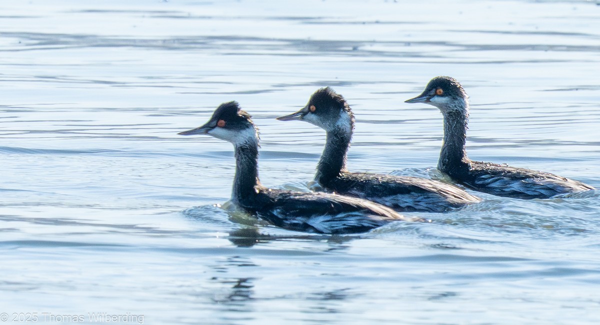 Grèbe à cou noir - ML645858648