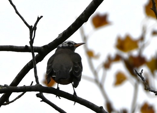 American Robin - ML645858650