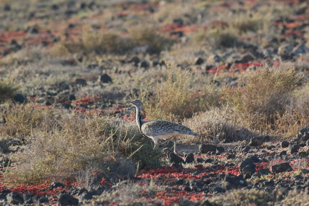 African Houbara (Canary Is.) - ML645858653