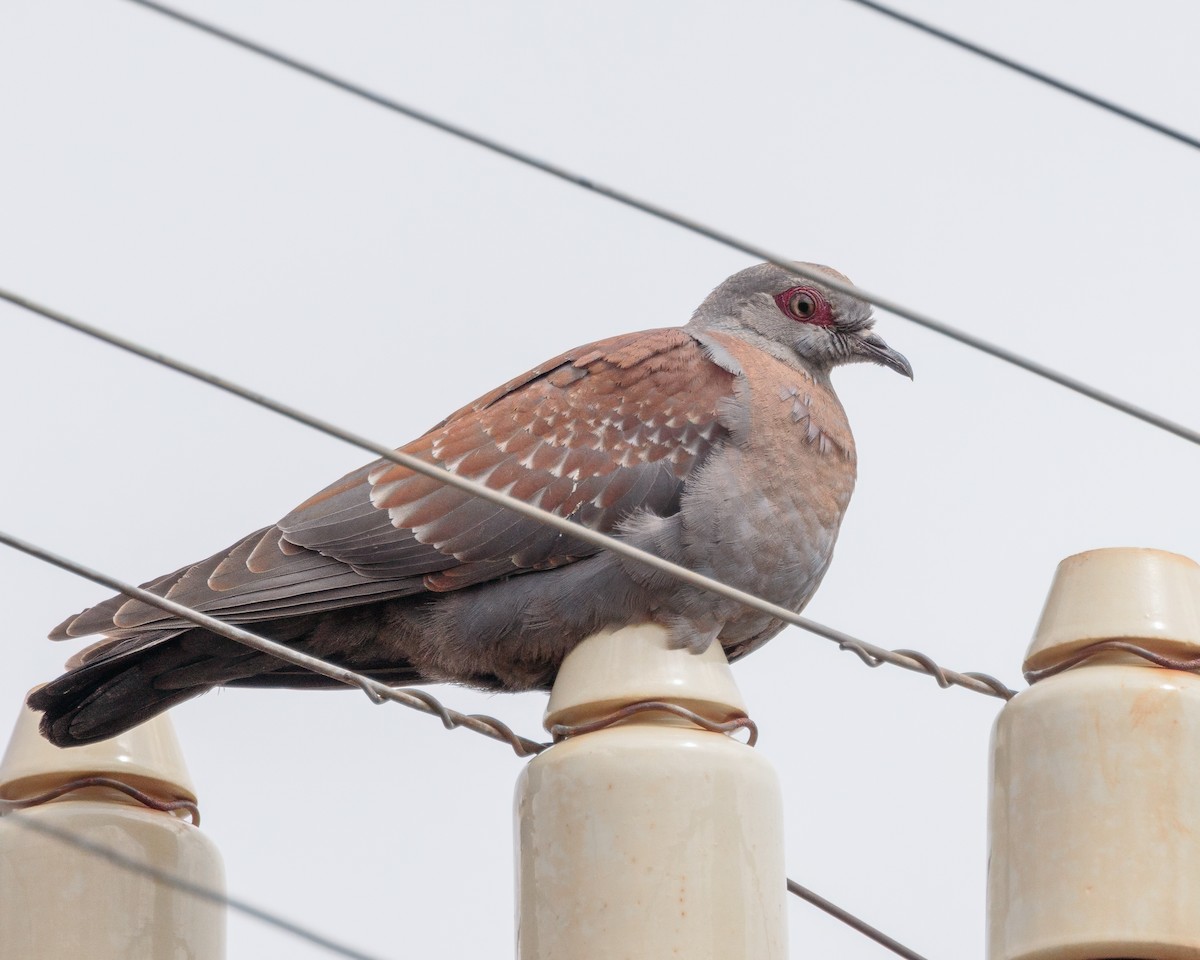 Speckled Pigeon - ML645858654