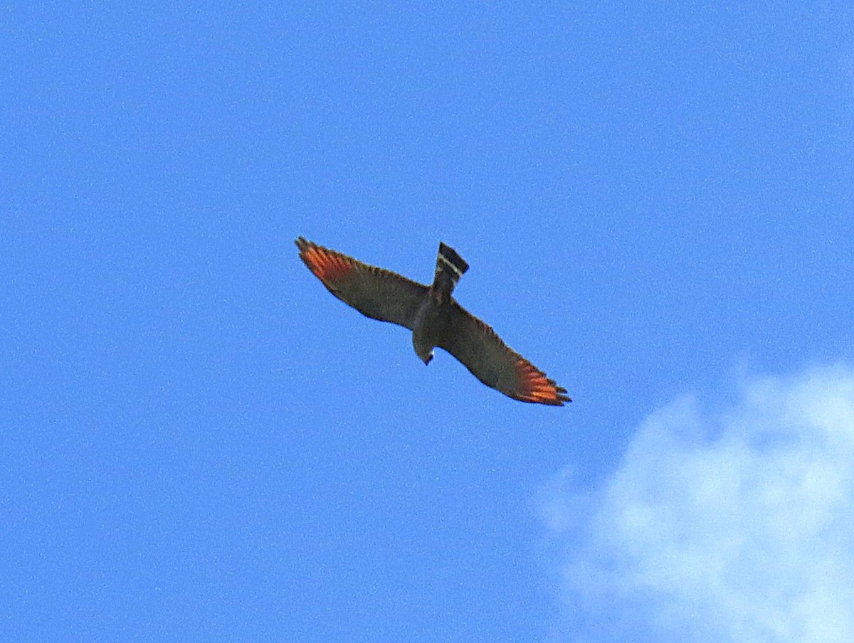 Plumbeous Kite - ML645858656