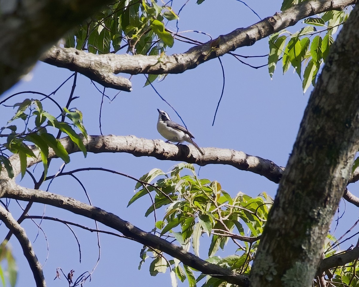 マユジロシロハラモズ - ML645858657