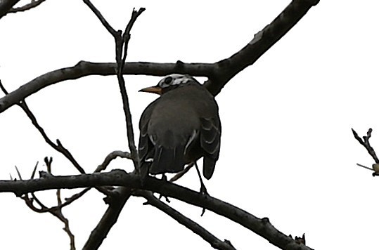 American Robin - ML645858659