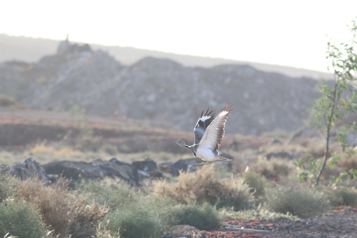 African Houbara (Canary Is.) - ML645858671