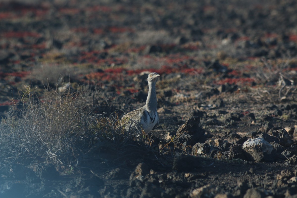 African Houbara (Canary Is.) - ML645858673