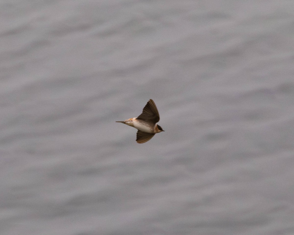 vlaštovka jeskynní - ML645858674