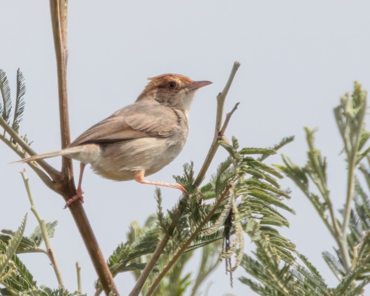 Piping Cisticola - ML645858677