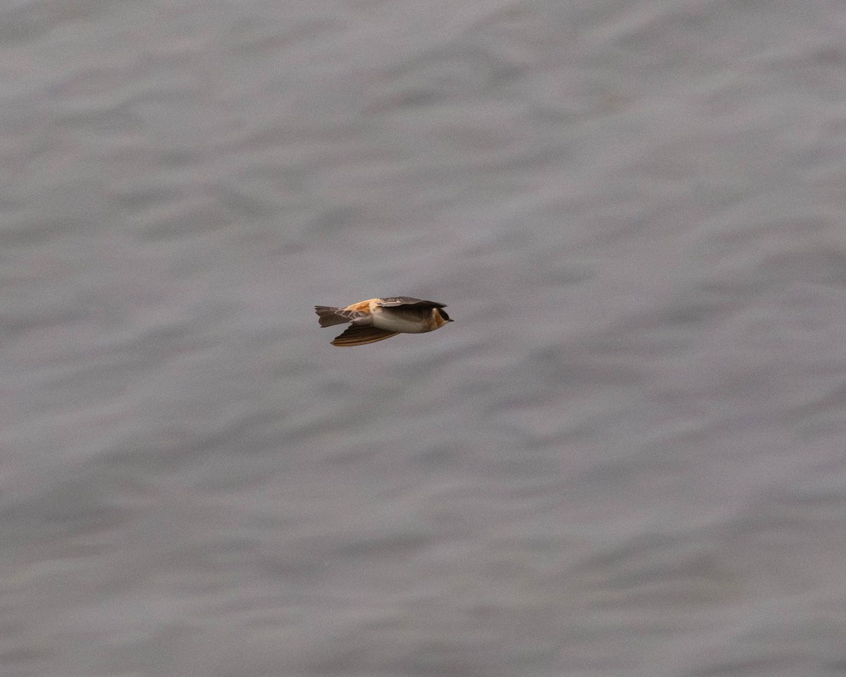 vlaštovka jeskynní - ML645858678